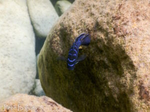 Tropheops sp. 'elongatus mbako' Maingano Island